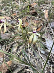 Caladenia testacea