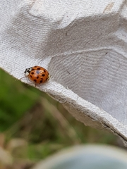 Hesperomyces harmoniae
