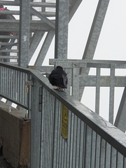 Pyrrhocorax graculus