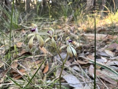 Caladenia testacea