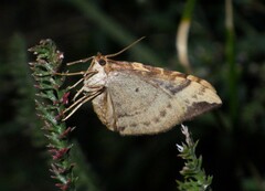 Eulithis populata