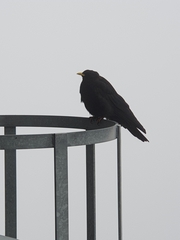 Pyrrhocorax graculus