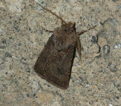 Agrotis bigramma