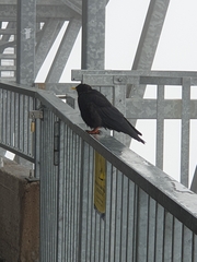 Pyrrhocorax graculus