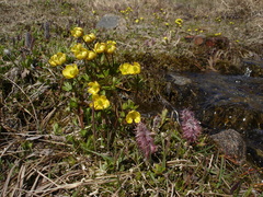 Ranunculus nivalis