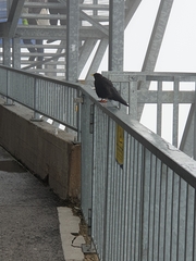 Pyrrhocorax graculus