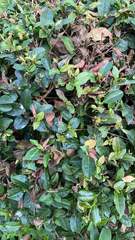 Trachelospermum asiaticum