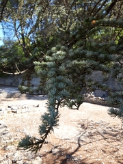 Cedrus
