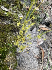 Drosera