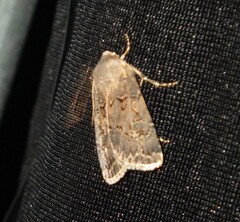 Agrotis bigramma