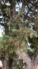 Juniperus oxycedrus