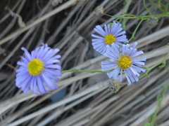 Brachyscome ciliaris