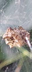 Cyrtophora citricola
