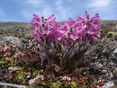 Pedicularis lanata