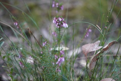 Tetratheca pilosa