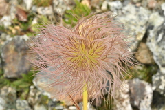 Pulsatilla alpina