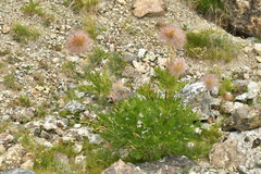 Pulsatilla alpina