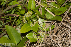 Tetrastigma formosanum