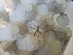 Nephrotoma appendiculata