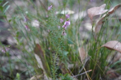 Tetratheca pilosa