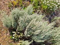Seriphium plumosum