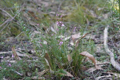 Tetratheca pilosa
