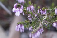 Tetratheca pilosa