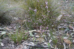 Tetratheca pilosa
