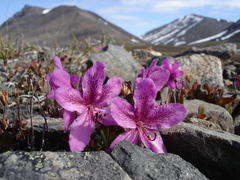 Rhododendron camtschaticum