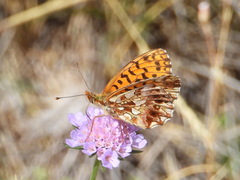 Boloria dia