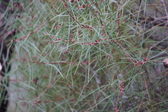 Hakea carinata