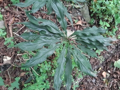 Arisaema