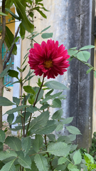 Dahlia pinnata