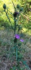 Halictus scabiosae
