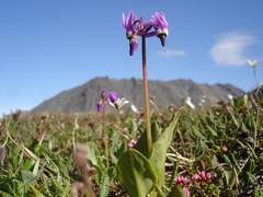 Primula frigida