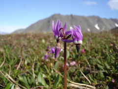 Primula frigida