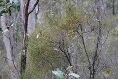 Hakea carinata