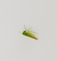 Macrosteles
