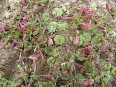 Riccia