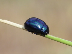 Chrysolina coerulans