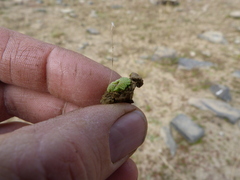 Riccia