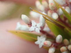 Leucopogon interstans