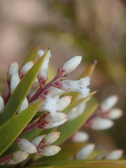 Leucopogon interstans