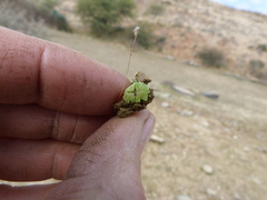 Riccia