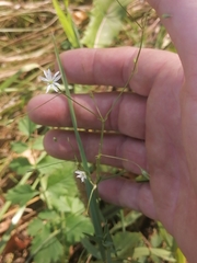 Stellaria graminea