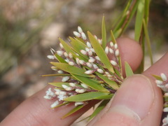 Leucopogon interstans