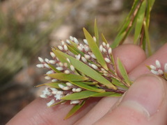Leucopogon interstans