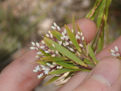 Leucopogon interstans