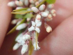 Leucopogon interstans