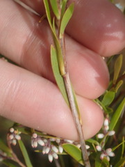 Leucopogon interstans